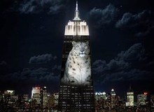 New York’s Empire State Building to project endangered species light show